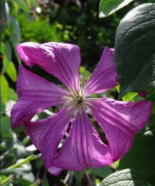 Clematis Margot Koster