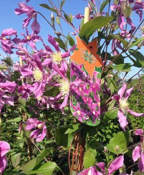 Clematis Sweetheart