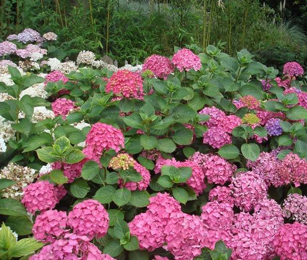 Plants for Japanese Gardens - Hydrangeas add vibrant summer colour