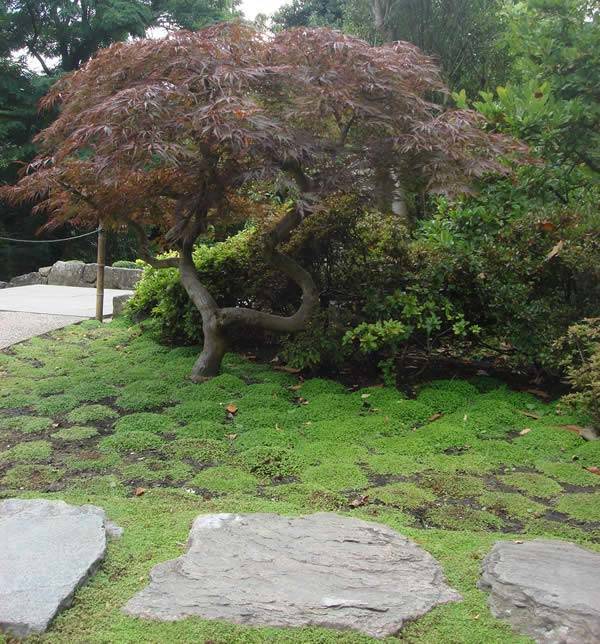 Acers Japanese Maple