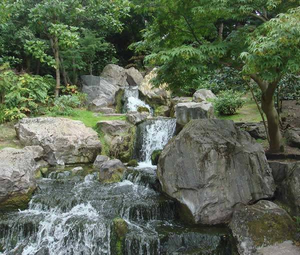 Plants for Japanese Gardens - a mature Acer tree overlooks the waterfall