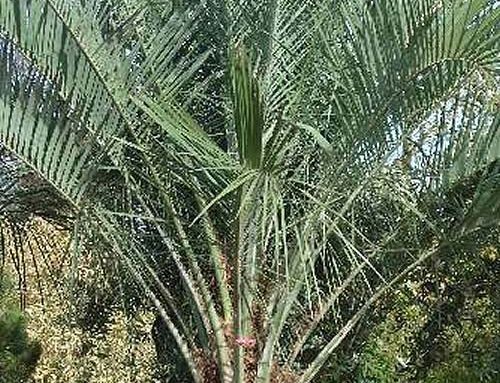 Add a Mediterranean touch to your garden with our Hardy Palms