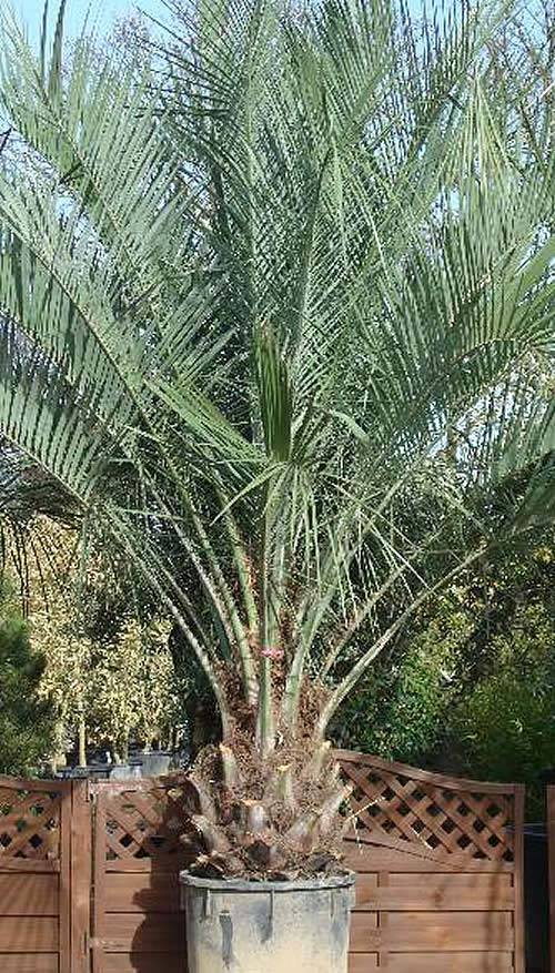 Butia Capitata Pindo Palm Hardy Palms, Large Garden Palm Trees Uk