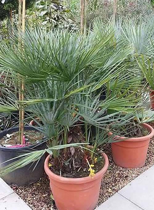 Chamaerops Humilis Cerifera Palm Tree on sale UK wide delivery
