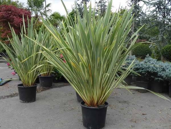 Giant Phormium Variegated