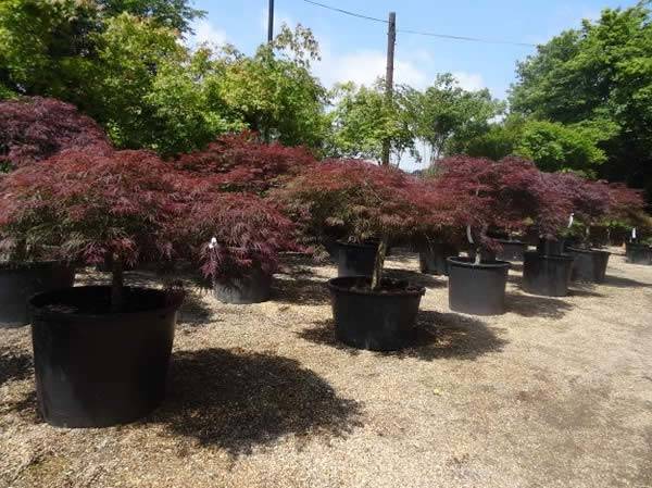 Extra Large Acer Dissectum Garnet provide instant impact - easy to grow as small trees 