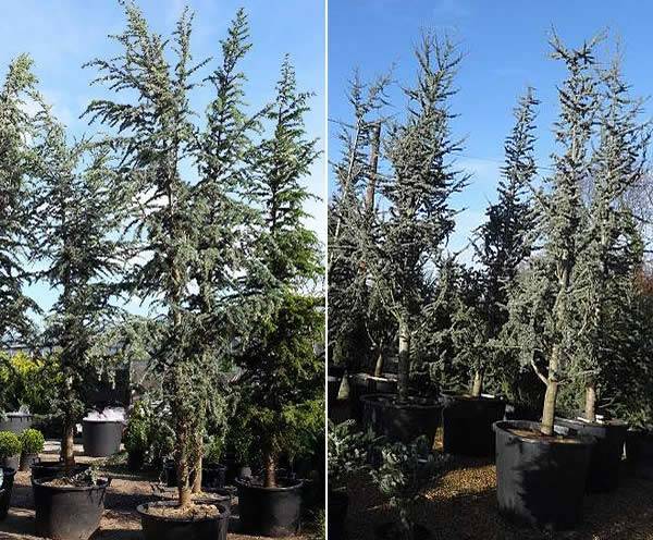 Cedrus Atlantica Glauca (Blue Cedar Tree)  - available to buy online with UK wide delivery
