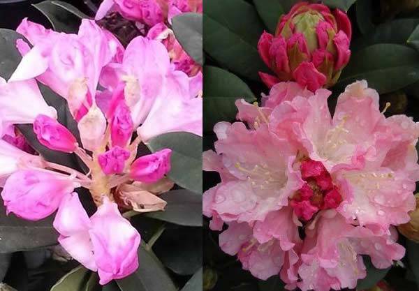 New Zealand Gardens - dazzling display of colourful Rhododendrons