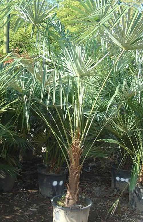 Special offer on our Trachycarpus Fortunei 1.8 Metre tall size - £95.