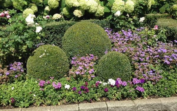 Topiary Buxus Balls can also be planted in the ground