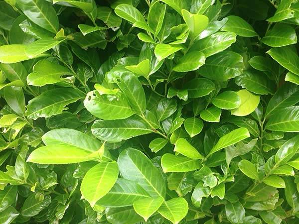 The Cherry Laurel has year round attractive glossy foliage