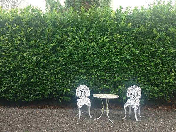Cherry Laurel - a popular evergreen hedging choice