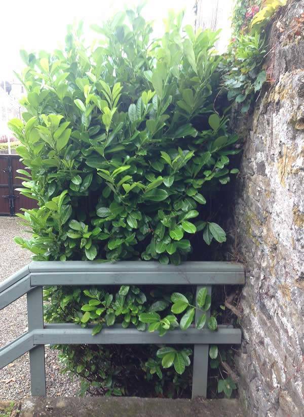 View from the side - this Cherry Laurel hedge is circa 2 feet deep