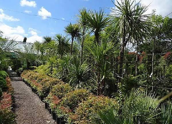 Cordylines - pineapple-shaped evergreen shrubs originating from Southeast Asia and the Pacific 