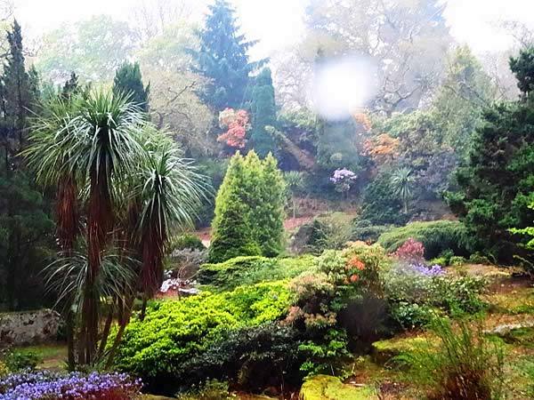 New Zealand themed garden featuring extra large Cordylines