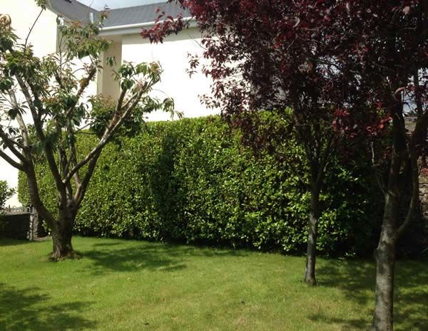 Evergreen hedging offers blissful privacy and is beautifully framed by mature deciduous trees