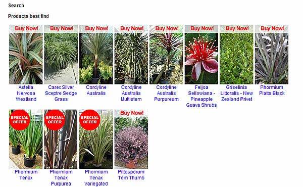 Take a look at our full collection of New Zealand themed plants 