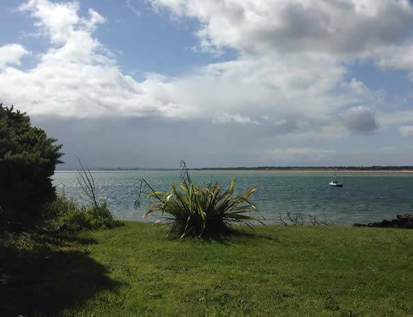 Phormium Tenax - hardy enough for coastal planting