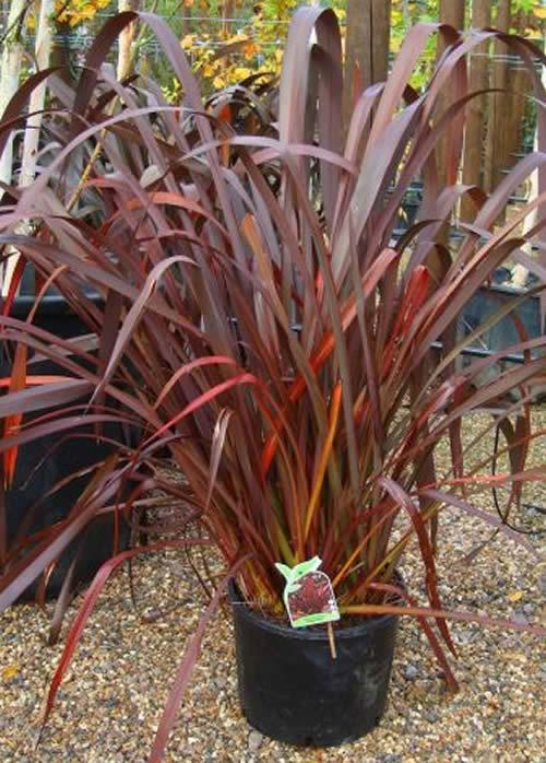 Phormium Tenax Purpurea Special Offer: Buy 1 Get 1 Free (Size 1.2 m tall) 