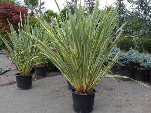 Mature Phormium Tenax Variegated 