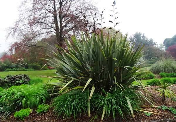 the New Zealand Flax – Phormium Tenax