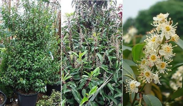 Portuguese Laurel lovely soft green foliage, fragrant white flowers in summer 