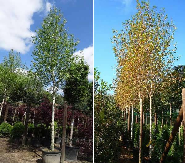 Summer & Autumn Foliage on the West Himalayan Birch