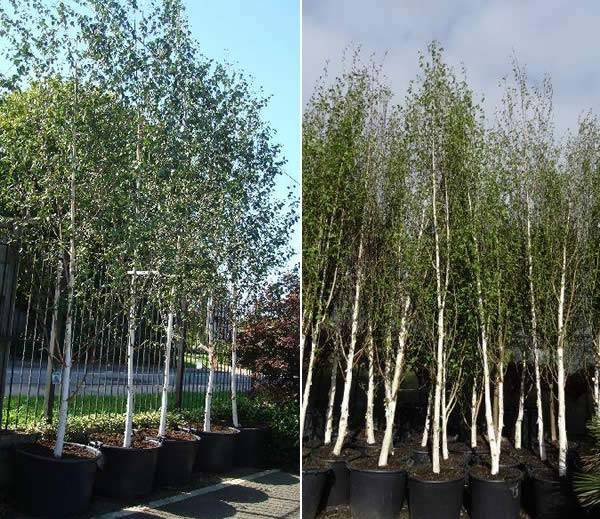 West Himalayan Birch Trees (Betula Utilis Jacquemontii)