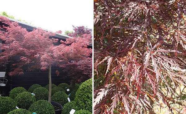 Acer Palmatum Dissectum, also available as a specimen tree