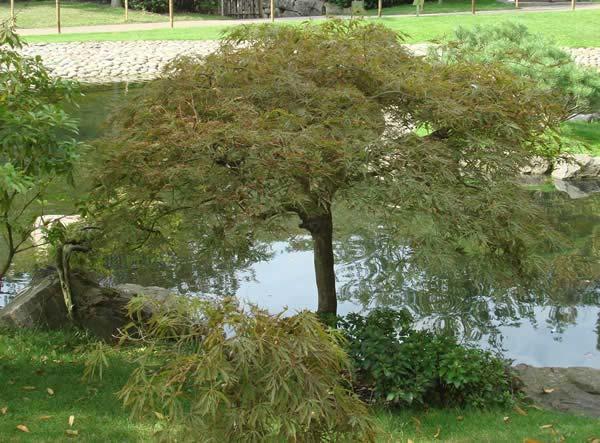 At Paramount Plants, we have 30 varieties of Japanese acers with a huge choice of sizes and maturities.