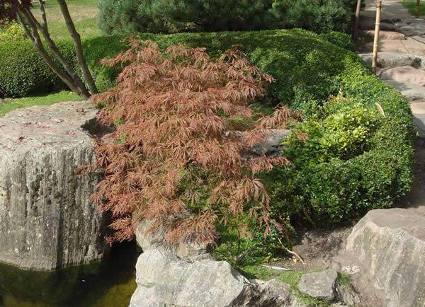 Acers – colourful autumn foliage
