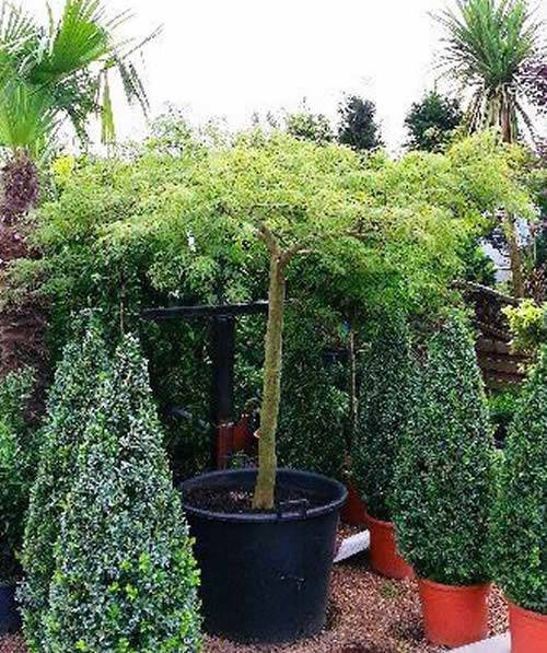 Acer Palmatum Dissectum - mature tree