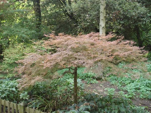 Acer Palmatum Dissectum