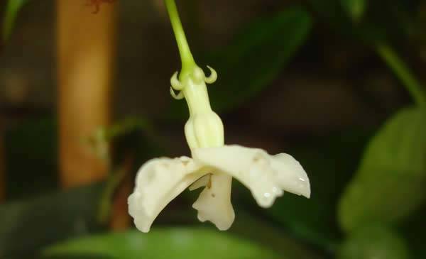 Close up of the Star Jasmine flower