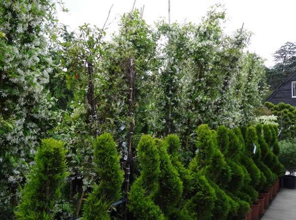 Special Offer on 3 metre tall Jasmine Climbers: Buy 2 Star Jasmines Get 1 Free