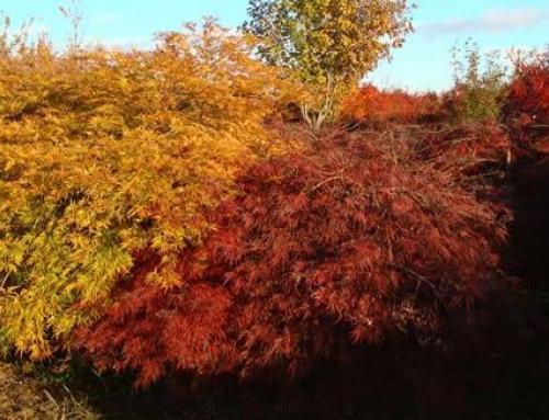 Dissectum Group of Japanese Maples (Acer Palmatum Dissectum) – our umbrella Acers in Autumn