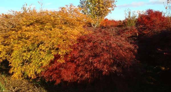 Dissectum Group of Japanese Maples 