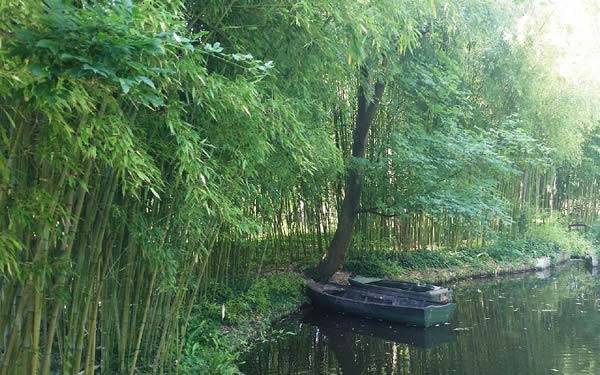 Beautiful bamboo wood at the Water Garden - Claude Monet’s Gardens in Giverny