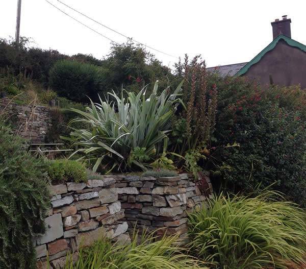 Grasses are generally well-used to dry conditions & tend to do very well in coastal areas. 