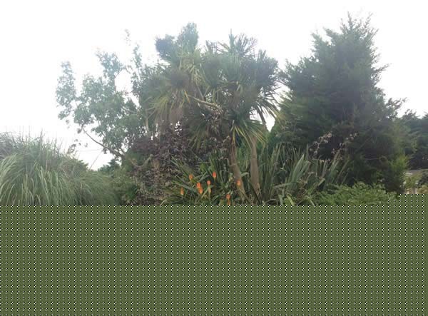 Cordylines are frequently spotted in coastal areas