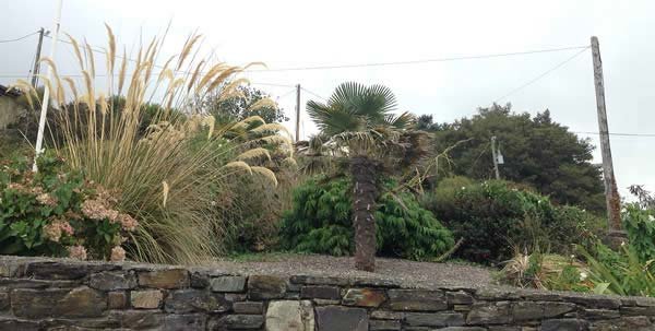 Use ornamental grasses and hardy palms to add structure and depth to your seaside garden