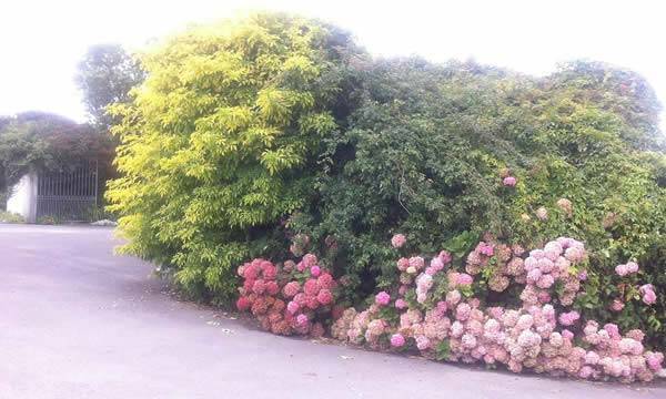 Hydrangeas add colour to a coastal garden