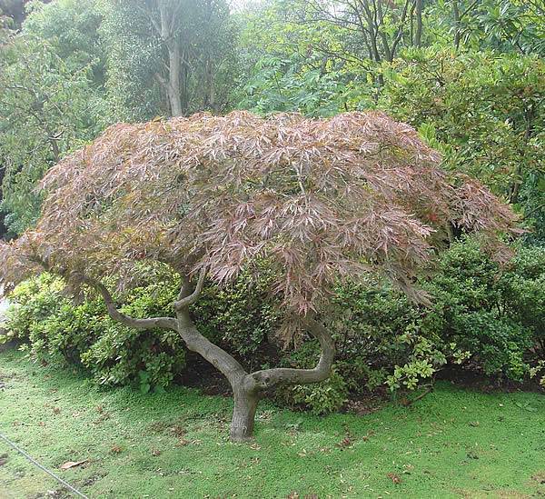 Acer Palmatum Dissectum