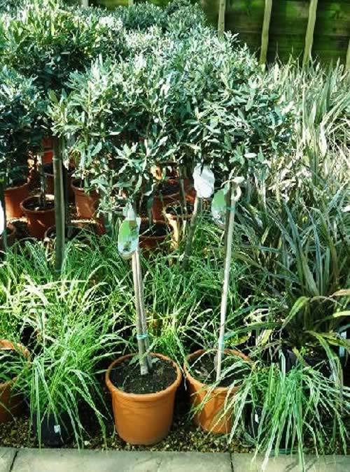 Olive Trees standing 2 feet tall, on special offer