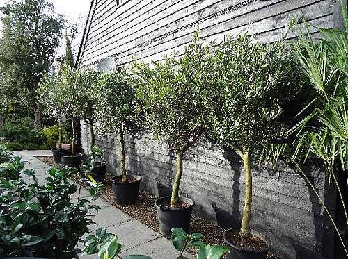 Olive Trees standing 6 feet tall, on special offer