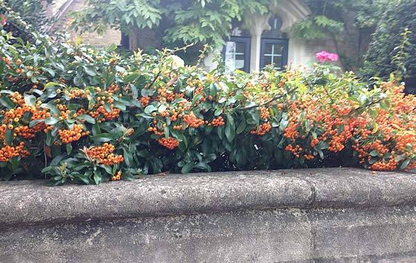 Stunning Pyracantha, laden with bright orange berries