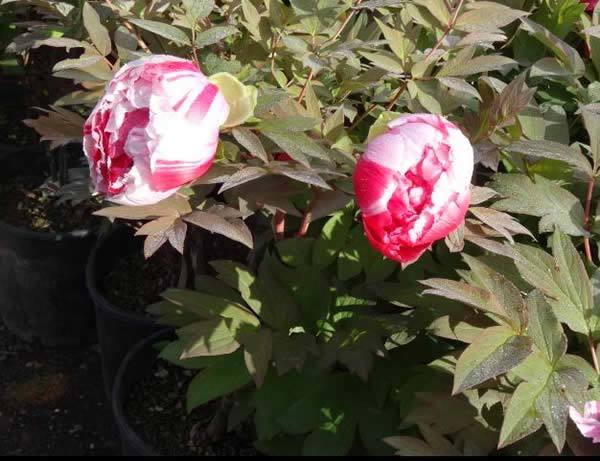 Buy Tree Peony Dao Jun Online UK wide delivery.