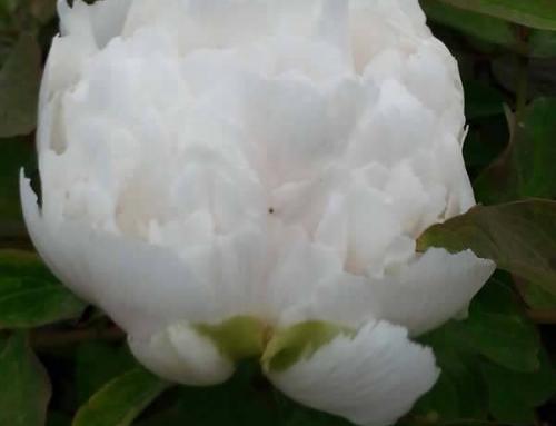 Spectacular flowering Tree Peonies