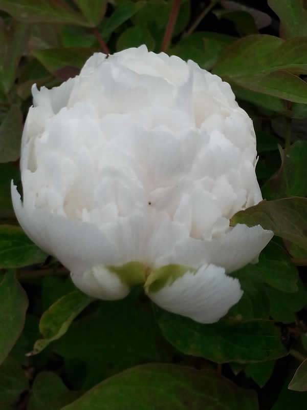 Splendid, white flowering Tree Peony Xue Ta
