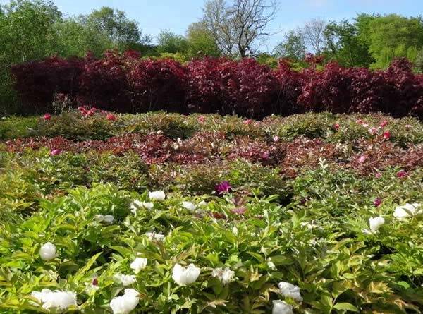 Buy your Tree Peony Online UK wide delivery.